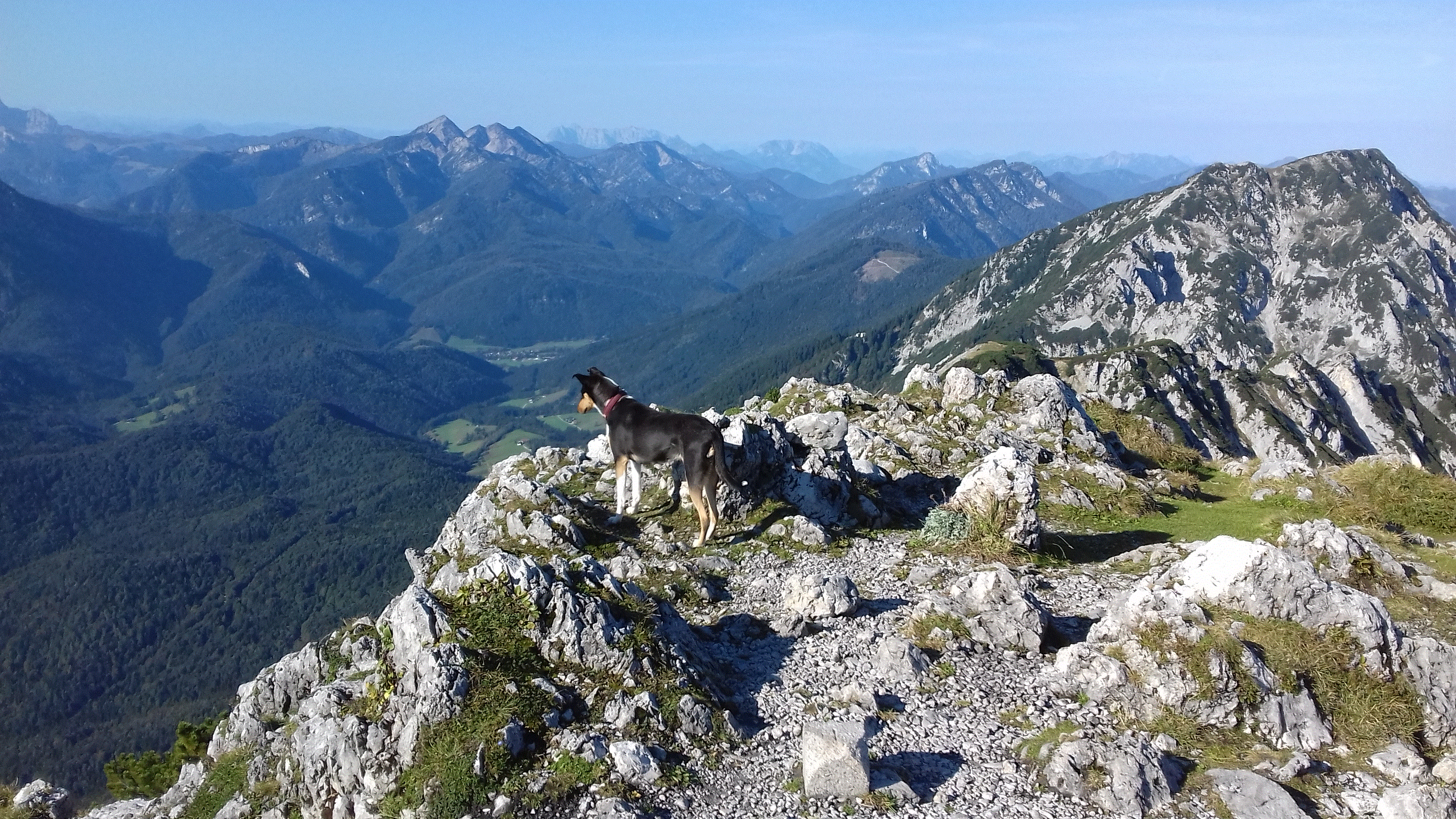 Nelly auf einem Berg